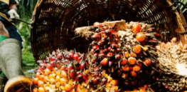 Alternative fats from gene-edited plants and algae could pose a challenge to unsustainable palm oil and animal fat industries